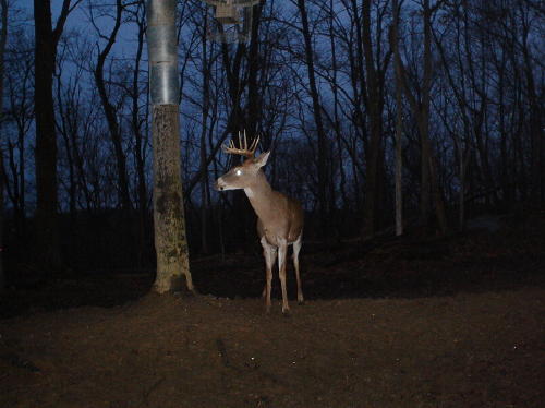 nine point whitetail buck nine point whitetail buck